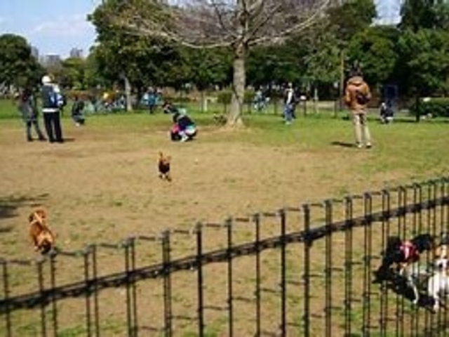 ドッグラン_木場公園