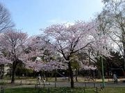つねさんの円山公園の投稿写真1
