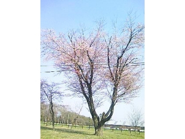 桜の時期でない時も行ってみたいです。_二十間道路