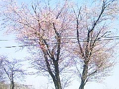 二十間道路の写真1