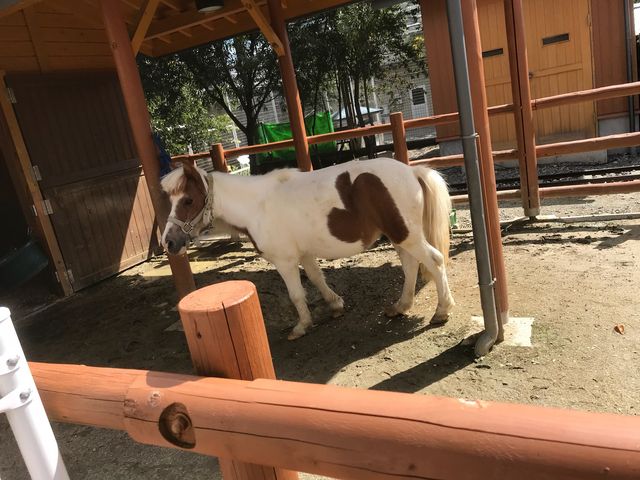 ポニーがいます_飯田市立動物園