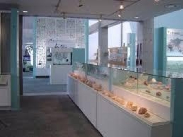 たくさんの貝_西宮市貝類館