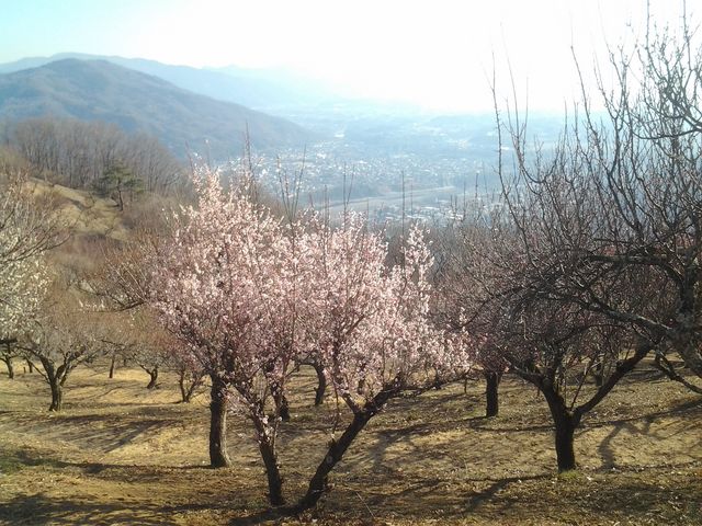 見晴らしもいい_宝登山梅百花園