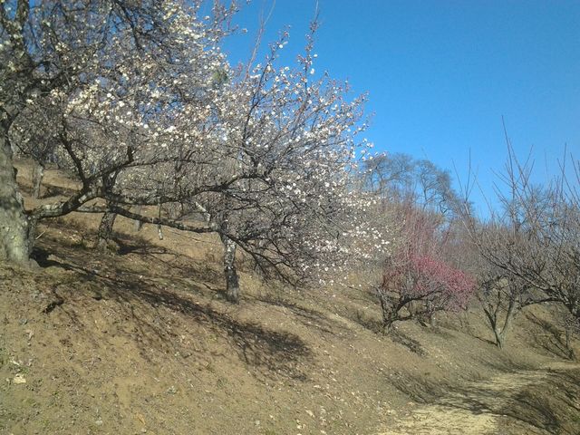 咲き始めた白梅、紅梅_宝登山梅百花園