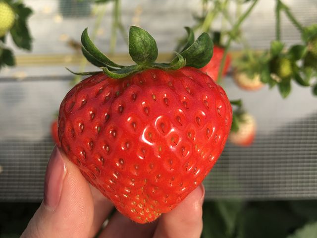 ハートみたいで可愛い恋みのり_狭山ベリーランド