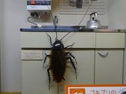 マックさんの大阪市立自然史博物館の投稿写真7