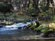 雷ちゃんさんの「信州の名水・秘水」 上高地 清水川の投稿写真1