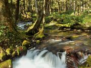 雷ちゃんさんの「信州の名水・秘水」 上高地 清水川の投稿写真2