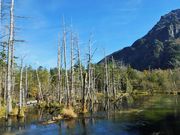 雷ちゃんさんの「信州の名水・秘水」 上高地 清水川の投稿写真3