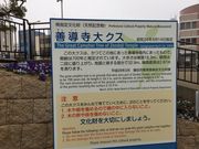 きたさんの善導寺大クスの投稿写真2