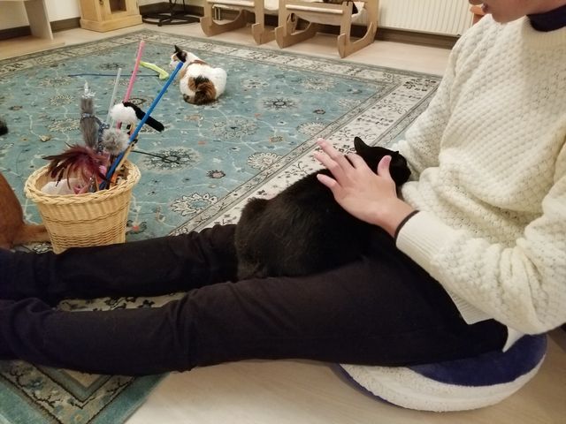看板娘の黒猫シェリー。膝の上で寝るのが大好き。_ネコカフェミャウランド