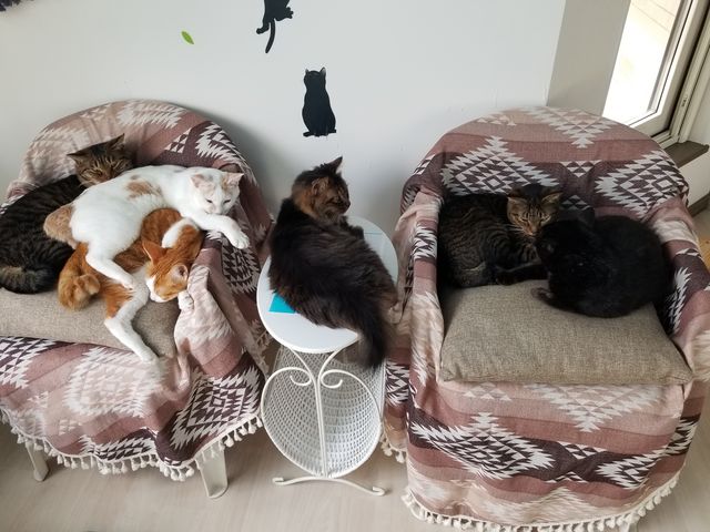 猫まみれ_ネコカフェミャウランド
