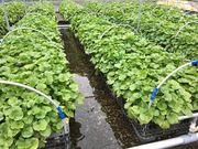 poporonさんの株式会社もろふじ工房 わさび苑 多良岳の投稿写真2