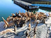 Nurburgringさんの青島の投稿写真1