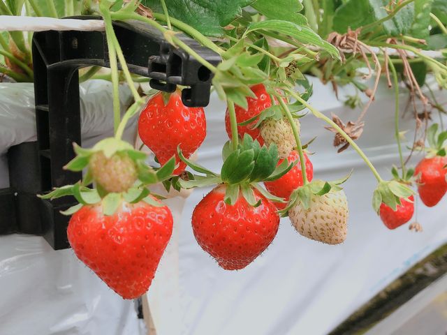 いちごは簡単にプチッと茎から取れるので取りやすかったです☆_琉球苺園