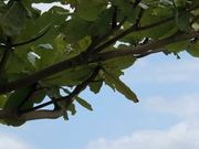 さーぴーさんの千尋の滝の投稿写真1