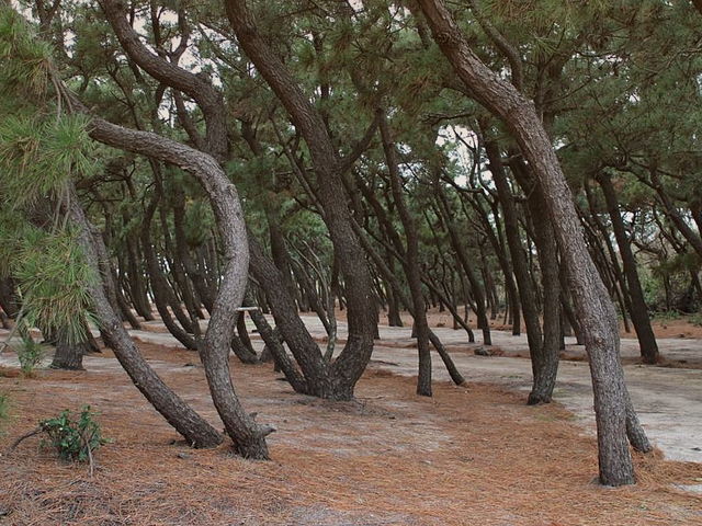 北栄町お台場公園キャンプ場_北栄町お台場公園キャンプ場