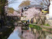 ニコちゃんさんの八幡堀めぐりの投稿写真1