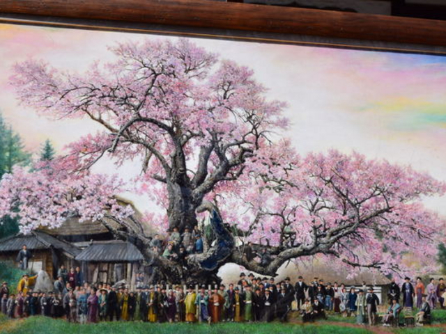 山高神代桜