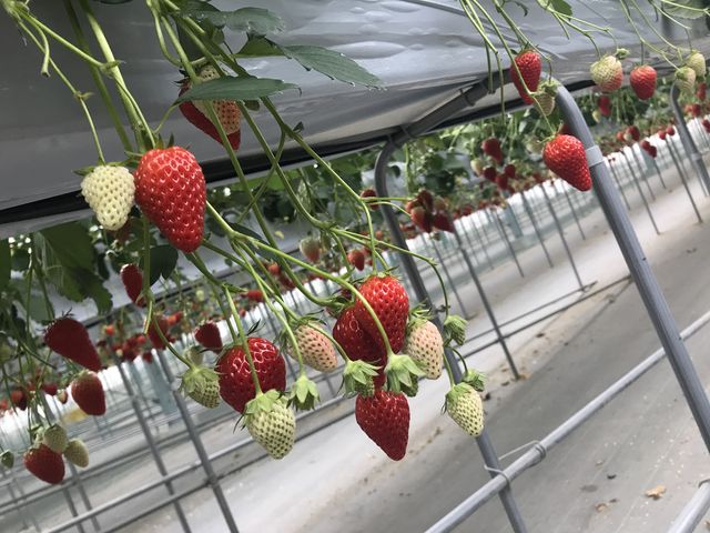 種類によっての違いを最初に説明してくださいます。_いちご畑花園