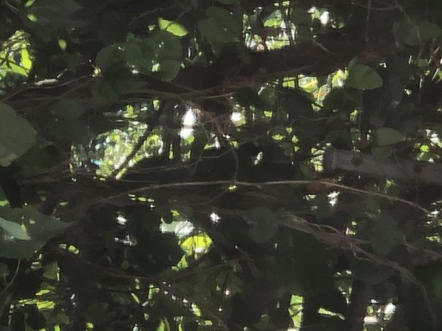 木々_日枝神社