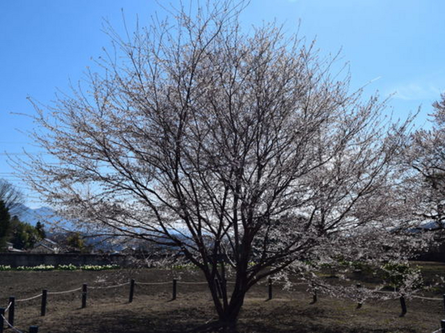 実相寺