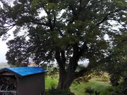 りそなさんの乙吉の大けやきの投稿写真1