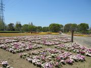 鶴亀松竹梅扇さんの植木栽培の投稿写真5