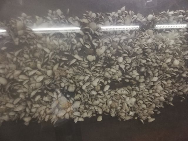 貝塚_大森貝塚
