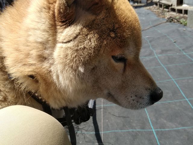 看板犬_苺園かめハウス