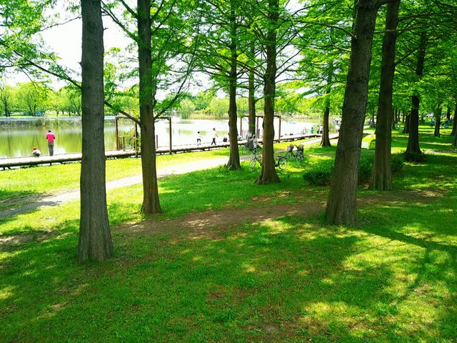 木陰が良い雰囲気。癒しの空間_舎人公園
