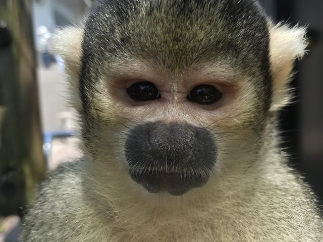 イケメン??リスザル_西山公園
