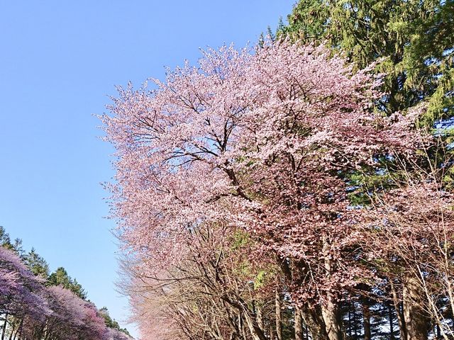 桜_二十間道路