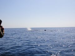 ホエールウォッチング一吉丸の写真2
