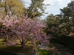 ウルトラマンさんの夙川河川敷緑地(夙川公園)への投稿写真1