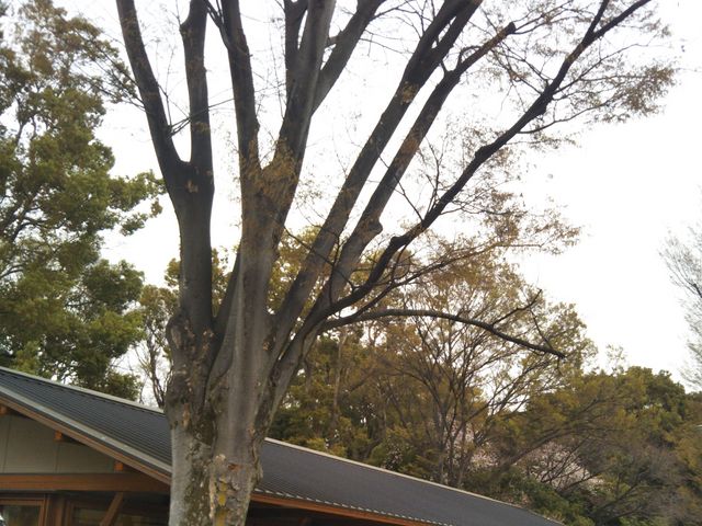『スターバックス コーヒー 上野恩賜公園店』。_スターバックス コーヒー 上野恩賜公園店
