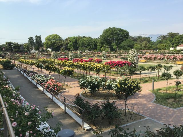 園内風景です。_敷島公園ばら園