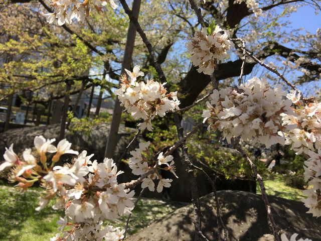 D_石割桜