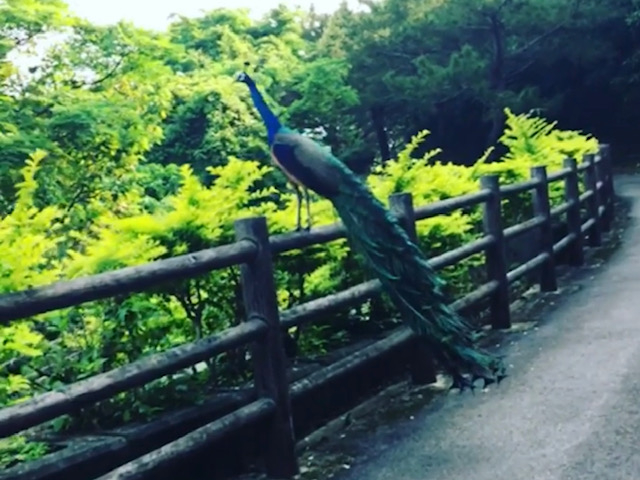 孔雀_バンナ公園