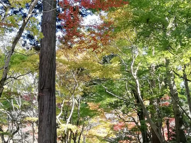 参道は紅葉、黄葉、黄緑葉、緑葉と色とりどりの葉が青空に映えとてもきれいです_西明寺 表参道