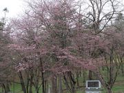 たかちゃんさんの新得山のサクラの投稿写真1