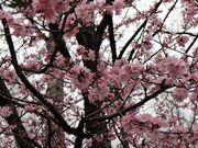 たかちゃんさんの新得山のサクラの投稿写真2