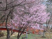 たかちゃんさんの新得神社の投稿写真7