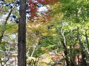 DoubleO7さんの西明寺 表参道の投稿写真2