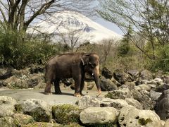 富士サファリパークの写真1