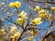 fortunataさんの羽黒山の投稿写真1