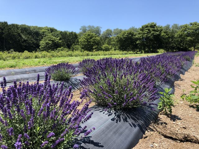 ラベンダー畑_館ケ森 アーク牧場