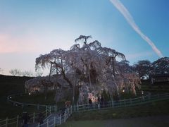 三春滝桜の写真1