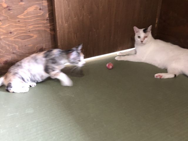 遊び盛りの6ヶ月の子猫さんとどっしり構えて優しいおじさん。ほほえましい_ネコリパブリック 岐阜店