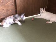 はるぽんさんのネコリパブリック 岐阜店の投稿写真1